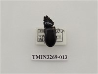 藏品(小黑豔蟲)的圖片